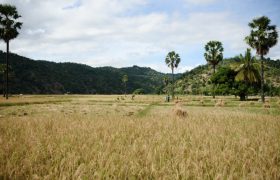 Farmers in East Timor are using innovative growing techniques to improve their crop and their family income. Photo: Kate Bensen/oxfam