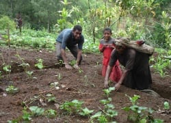 Growing nutritional gardens in Papua New Guinea