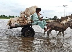 Flooding in Pakistan affect 5 million people. Photo: Tariq Masood Malik