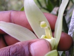 Improving incomes through organic vanilla in Vanuatu.