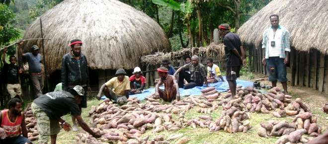 Sweet potato rennaissance in Papua