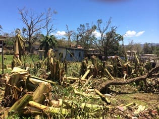 Damaged banana trees in Port Vila Photo: Angus Hohenboken / Oxfam March 16