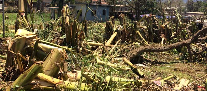 Damaged banana trees in Port Vila Photo Angus Hohenboken / Oxfam