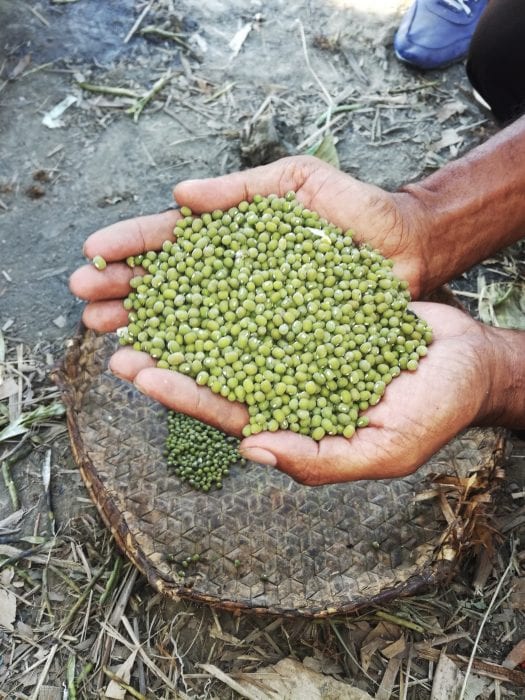 Mung beans