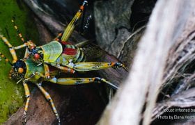 swarms of locusts