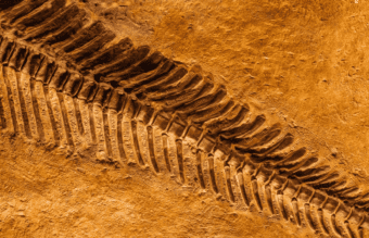 Fossil in the shape of a silver fern