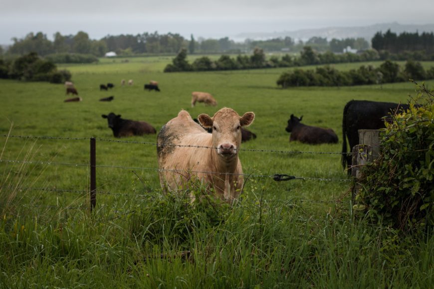 A cow looks at the camera against a green background.