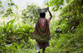 Woman walks with bucket of water towards green forest