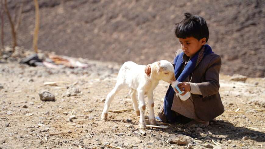 A boy plays with a goat in Yemen