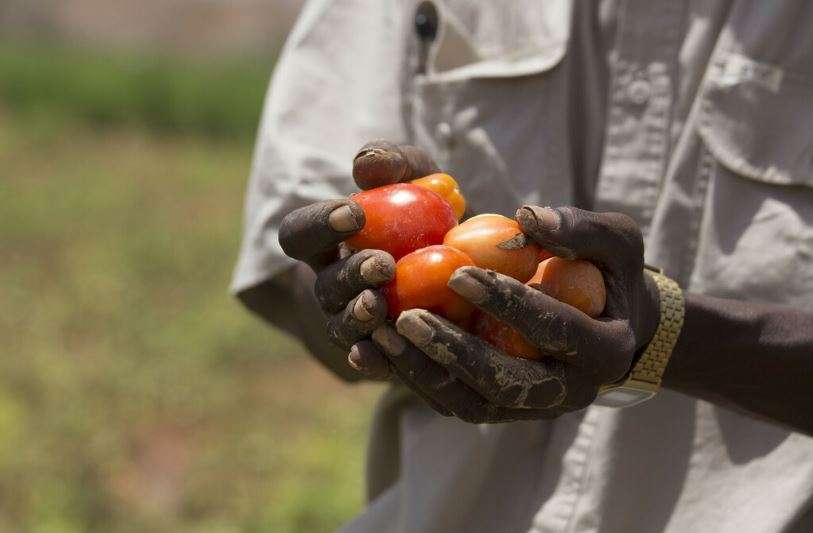 Man holding tomatoes
