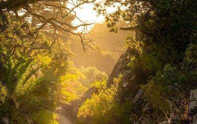 Sun shines through a forest
