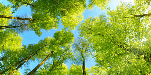 Trees from above