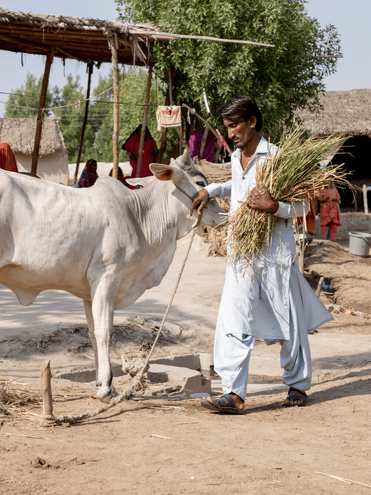 A man with a cow and wheat