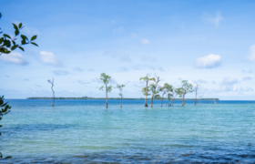 Trees in the ocean