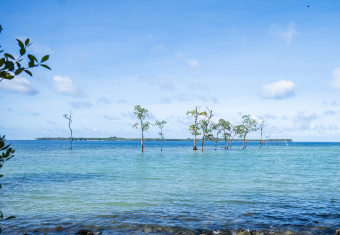 Trees in the ocean