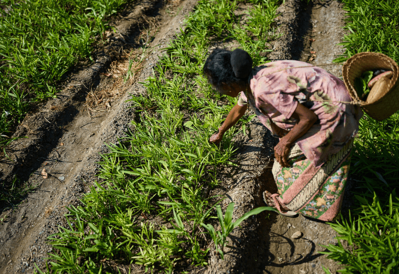 women in garden in Timor Leste