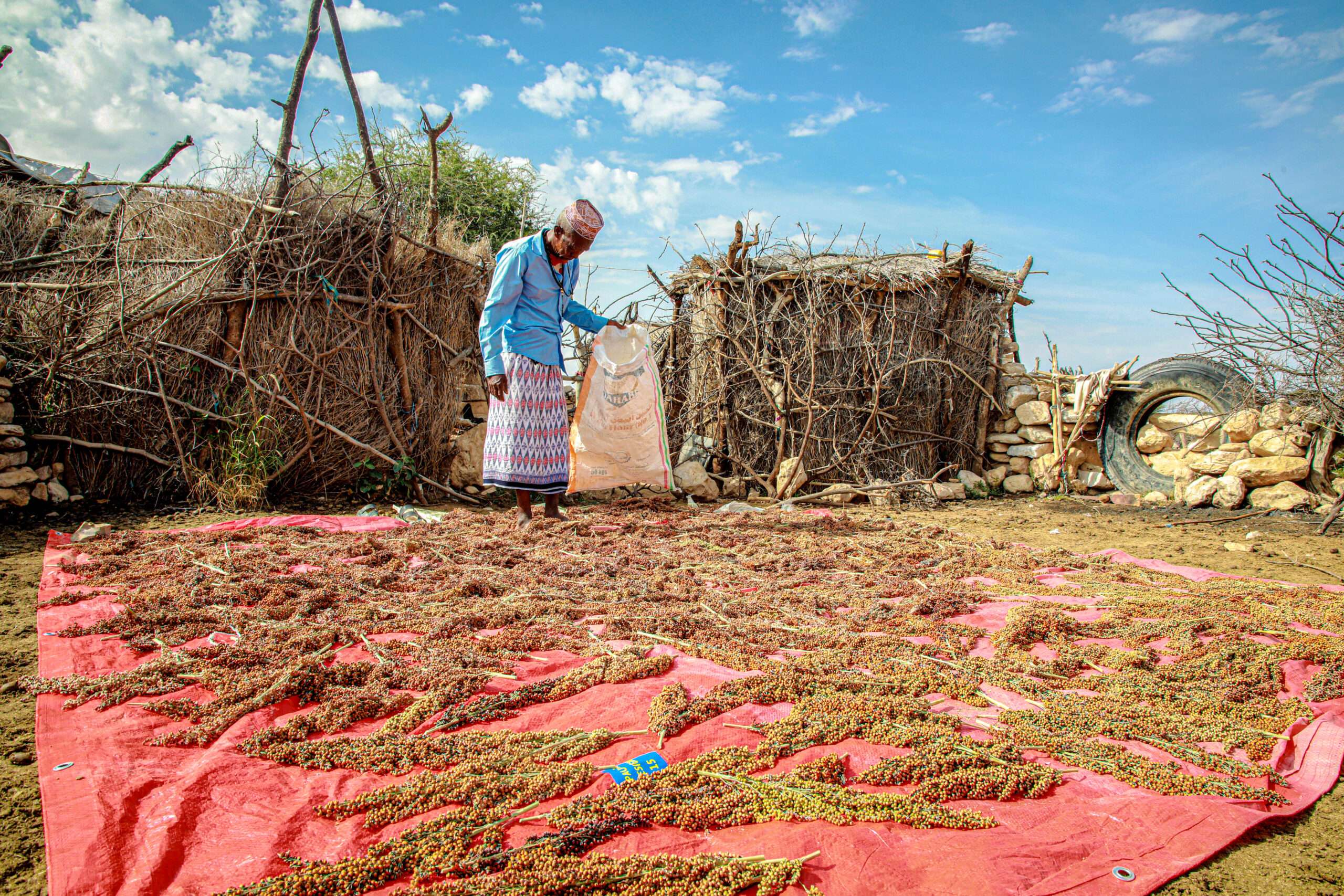 Abdilahi Shire, a farmer from in Somaliland looking at the produce from his farm laid out in front of him.